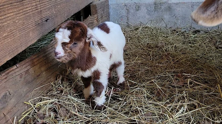 Down on the farm with our new baby goats