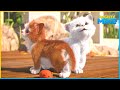 Cutest cats  mighty mike  110 compilation  cartoon for kids