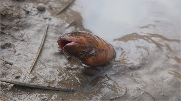 Bắt Lươn Trên Đám Ruộng Khô Nước - Bắt Lươn Đồng Mới Nhất