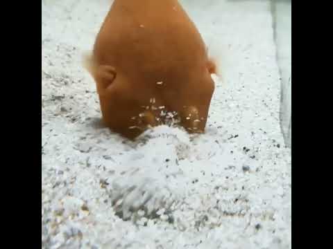 Ocean: Пресноводная рыба-фугу/27.03.23 20:42