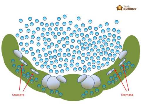 ვიდეო: რას გულისხმობ ბულიფორმულ უჯრედებში?