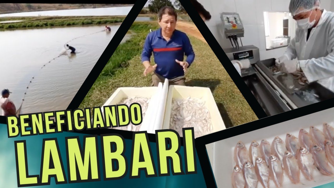 LAMBARI: da despesca ao (inovador) PROCESSAMENTO [#AquaRotina]