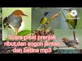 Suara pikat prenjak ributdan sogon jantan dan betina mp3,, @Leoandromedha, channel.