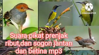 Suara Pikat Prenjak Ributdan Sogon Jantan Dan Betina Mp3 leoandromedha Channel