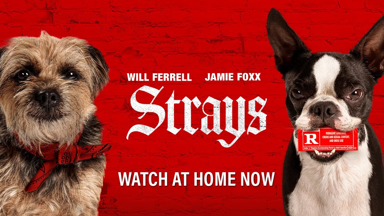 Strays Universal Pictures