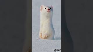 imut tapi mematikan!! #faktahewan #shorts