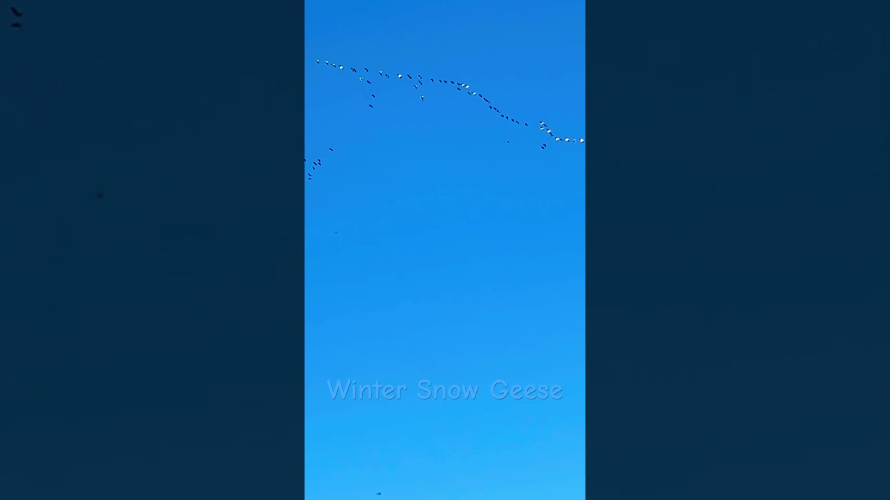 Flock of Winter Snow Geese arriving to Skagit Valley