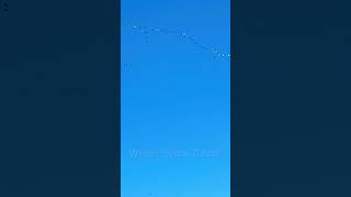 Flock of Winter Snow Geese arriving to Skagit Valley