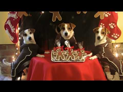 Happy Holidays from Pack of Jacks 4