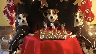 Happy Holidays from Pack of Jacks 4 @packofjacks4