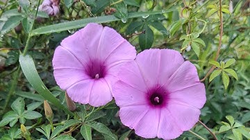 Modul 1 KP 2 Praktikum SIMBIOSIS