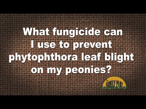 Vídeo: Alvocado Phytophthora Blight: què fer amb el tizón a les plàntules d'alvocat