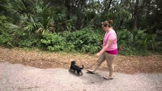 Oscar Scherer State Park Walkthrough in Osprey Florida @brandknockout