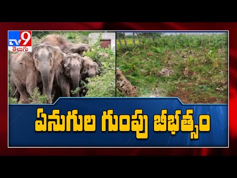 ఏనుగుల మంద విధ్వంసం.. పంటలు ద్వంసం - TV9