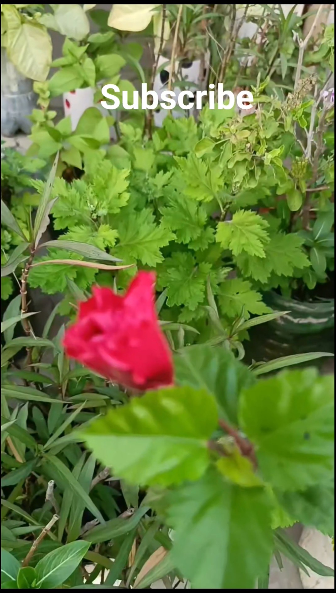 🌼 मेरा बगीचा 🌸 - ShareChat