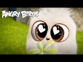 Angry Birds | Valentine's Day Favorites!