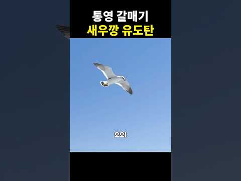 새우깡 받아먹기 고인물 갈매기의 <strong>무빙</strong>