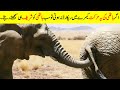 اگرجانوروں کی یہ حرکتیں ریکارڈ نہ ہوتیں تو یقین ہی نہیں آتا۔ |  strange Animals Moments