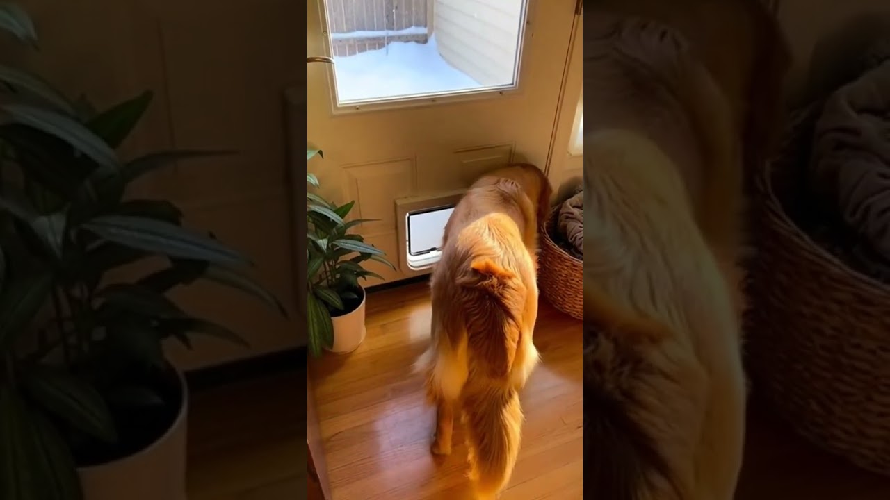 A deer followed my dog home watch this amazing encounter 