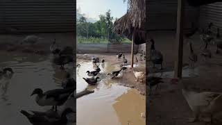 OS PATINHOS E AS AVES SE REFRESCANDO NO BARREIRO! #roca #sitio #shots #shotsvideo #animals #fazenda