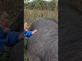 belly rubs #pigs #pumba #bellyrubs #gemrock