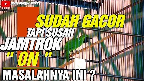 WAJIB PERHATIKAN❗CUCAK IJO GACOR TAPI SUSAH ON JAMTROK