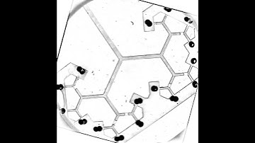 network_N_q_2.avi