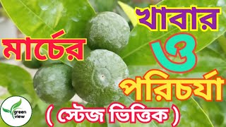 মার্চ মাসে লেবু গাছের স্টেজ ভিত্তিক খাবার ও পরিচর্যা/Citrus fruit plant care in March in Bengali