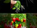 How to Grow Capsicum Tree from Cutting Capsicum Leafs In A Grape Fruits