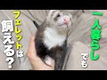 フェレットが1人暮らしのペットとしてオススメな理由【5選】