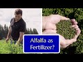 Alfalfa as a fertilizer