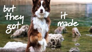 All the right moves| Dog MEP part 3 by Captivating Canines 357 views 1 year ago 14 seconds