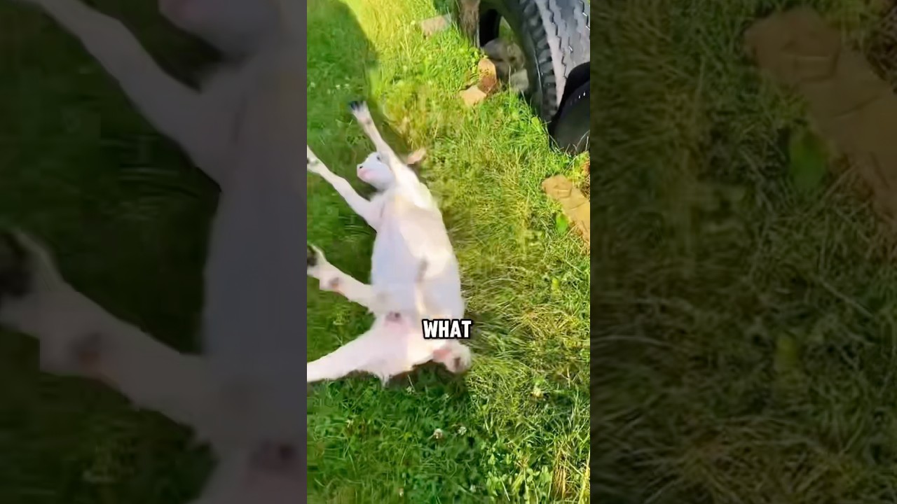 The Most Dramatic Animal on Earth:Fainting Goat 