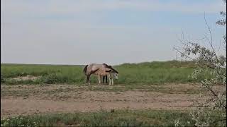 Horses with foals