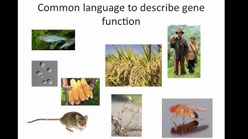 TAIR Gene Ontology (GO) Annotations