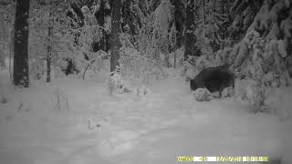 Кабан на фото-ловушке. За неделю только один пришёл. Кабан на фото-ловушке. За неделю только один пришёл.