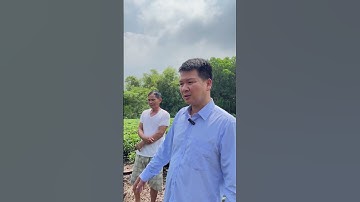 Vào Tân Cương giúp hộ dân chăm cây chè theo hướng hữu cơ #chètâncương #tràtháinguyên #theohuonghuuco