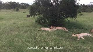 Funny Warthog dared to fart in front of the lions 🤣