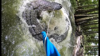 Black Water Gator  Bait, Spear Hunt