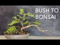 From juniper bush to bonsai for 5 Euro. Beginners Bonsai. ( turn on english subtitles )