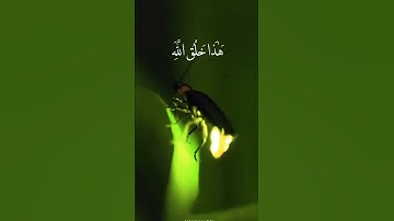 آيات بينات من الذكر الحكيم 🌺🌼💐