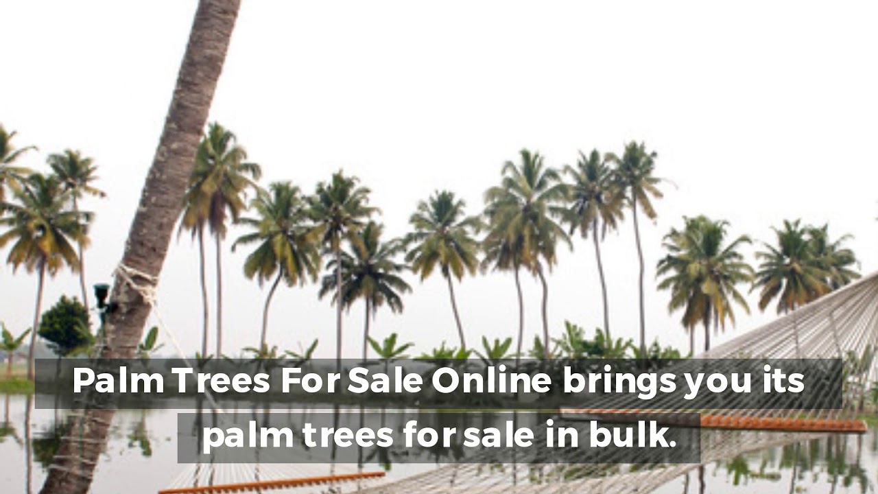 Get Comprehensive Information And Beautiful Fully Grown Palm Trees