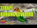 Terapi Burung Lovebird Agar Suka Bunyi Ngekek Panjang