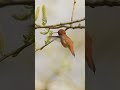 Rufous Hummingbird floating