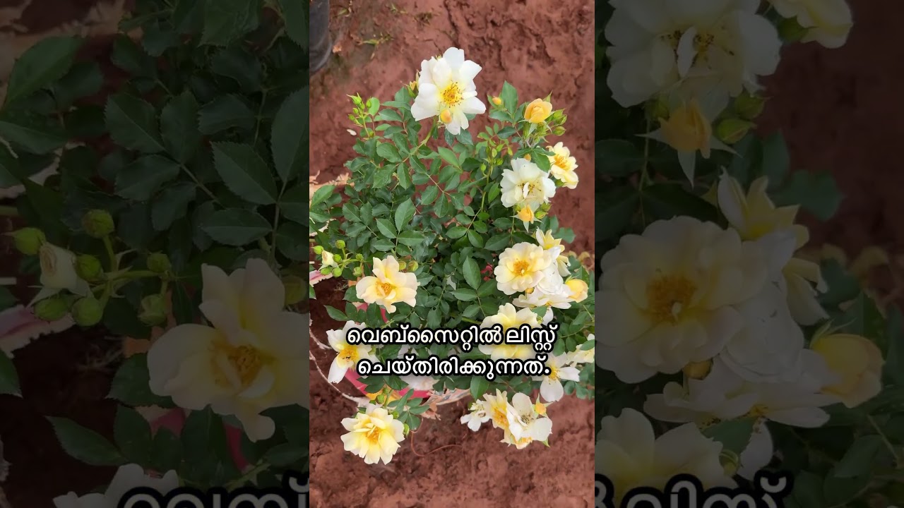 Можете подсказать, что это за роза? / Неизвестная роза