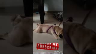 pug puppy | juju sleeping in super man pose ??????.
