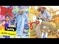 مول الشفنجة بعد معاناة طويلة اشتريت الكبش المغربي الاصيل 26 يونيو 2023
