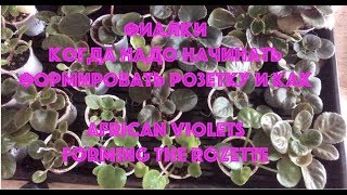 Фиалки. Когда надо начинать формировать розетку и как. Никаких секретов! African Violets.