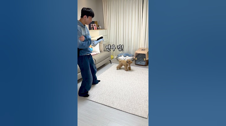 피겨스케이팅 하는 국민강아지 #시트콤