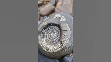 Sea rolled Golden Ammonite Nodule! 🌊🪨✨️ #fossilhunting #fossils #shorts #coast #rock #sea #beach